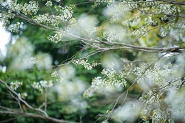 黄檀花竞相盛开，为城市增添一份浪漫诗意的气息