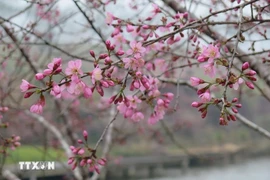 昆嵩：冬樱花为芒登镇披上粉红新装