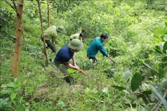 林业人员同春山国家公园管理委员会配合在由单位管理的春山县春台乡乔木林内砍光植被。图自越通社