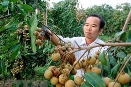 九龙江三角洲地区水果出口商春节后赶订单忙出口