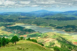  林同省浪平山上种植1000棵喜马拉雅樱桃树