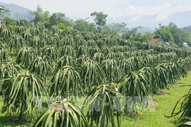 前江省加大颁发果树种植区代码力度