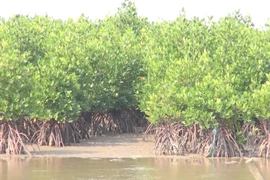 广南省居民积极植树造林防治水土流失