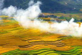 越南安沛省木江界诗情画意的田园风景吸引游客前来观赏 