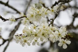 北河李花。图自越通社