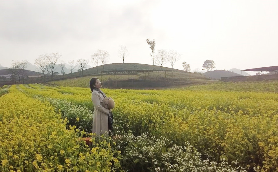 游客在山罗省木州高原的油菜花田上拍照。图自越通社