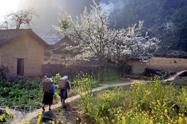 每逢春天拉林，高街披上了桃花、李花斑烂多彩的新衣（图片来源：越通社）