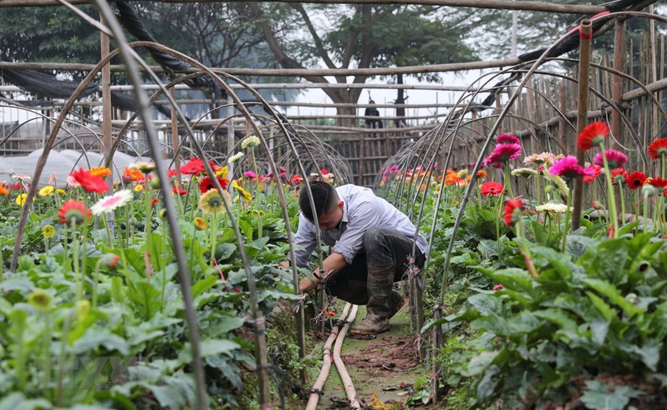 花农们正在辛勤照顾非洲菊，为春节期间向首都市场供应花卉做准备。越通社记者 成达 摄